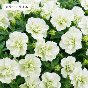 ＼バラ咲きペチュニアが2,980円/花うるる ...の詳細画像4