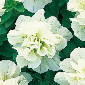 ＼バラ咲きペチュニアが2,980円/花うるる ...の詳細画像5