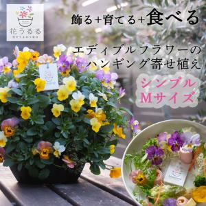 ＼食べれる寄せ植え／エディブルフラワー ビオラのハンギングバスケット Mサイズ シンプル |ハーブ ...