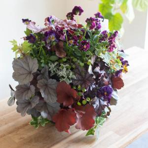 ポインセチアのリース寄せ植え[レッド] 室内 クリスマス 飾り 冬