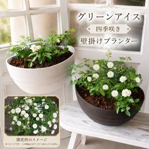 ＼多年草だから来年も咲くコスパ◎/ミニバラのハン...の商品画像