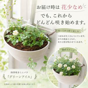 ＼多年草だから来年も咲くコスパ◎/ミニバラのハ...の詳細画像2