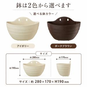 ＼多年草だから来年も咲くコスパ◎/ミニバラのハ...の詳細画像3