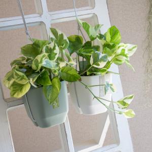 観葉植物 フィカス・ウンベラータ寄せ植え 角陶器鉢(白) 高さ約1.2m