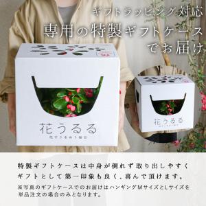 『Lサイズ』ベゴニアのハンギング 寄せ植え [...の詳細画像3