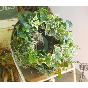 ヒルナンデスで本作品が紹介！「生きてるアイビーのナチュラル*リング」Sサイズ　プレゼントに