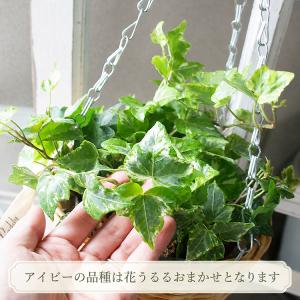 ＼1年中楽しめる/『生きてる アイビーのリース...の詳細画像5