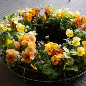＼花うるる おまかせ/「季節の寄せ植えinアレ...の詳細画像4