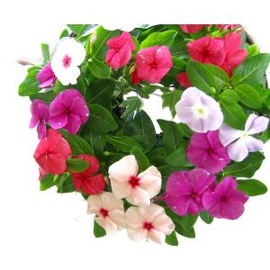 リース形のキュートな寄せ植え「ニチニチソウのハ...の詳細画像1
