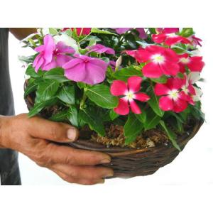 リース形のキュートな寄せ植え「ニチニチソウのハ...の詳細画像2