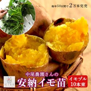 サツマイモ 苗 販売『安納芋の苗(イモヅル)10本』（サツマイモ さつまいも 芋づる 苗 イモヅル 安納イモ苗 案納芋 苗 あんのう イモズル