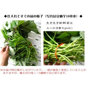 サツマイモ 苗 販売『中尾農園さんの安納芋 苗...の詳細画像1
