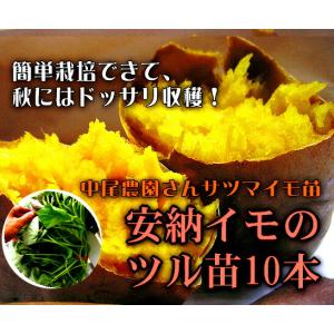 サツマイモ 苗 販売『中尾農園さんの安納芋 苗...の詳細画像5