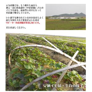 ＼今期最終 7/18金入荷分/サツマイモ苗 芋...の詳細画像2