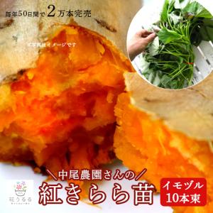 サツマイモ 苗 販売紅きらら 苗(イモヅル)10本 “