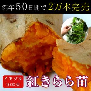 サツマイモ 苗 販売『中尾農園さんの紅きらら ...の詳細画像5