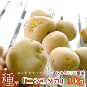 ＼マツコの知らない世界で特集／『じゃがいも 種芋 種イモ』 長崎県産ホクホク「ニシユタカ 1kg」 [検査合格済] 種 ばれいしょ ジャガイモ 種イモ 家庭菜園