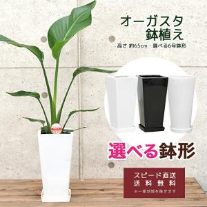 観葉植物 ストレリチア ノンリーフ 7号 スクエアホワイト陶器鉢