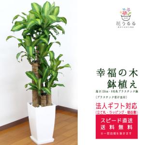 観葉植物 サンスベリア7号角高陶器鉢(白 黒) 高さ約85cm サンセベリア