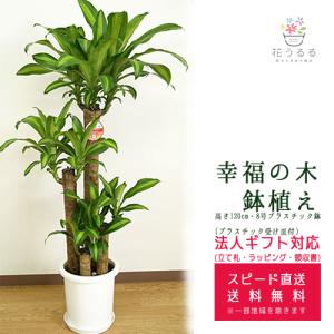 観葉植物 幸福の木10号プラスチック鉢 高さ約1.8m ドラセナ
