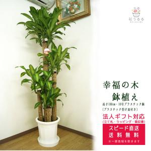 観葉植物 ストレリチア・オーガスタ6号鉢 (選べる鉢6種 鉢形)高さ約