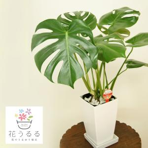 観葉植物 モンステラ8号角高陶器鉢(白) 高さ約100cm mons08-001 大型