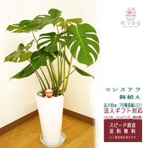 観葉植物 モンステラ8号角高陶器鉢(白) 高さ約100cm mons08-001 大型