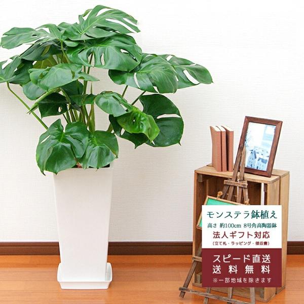 観葉植物 モンステラ8号角高陶器鉢(白) 高さ約100cm mons08-001 大型 開店祝い 新...