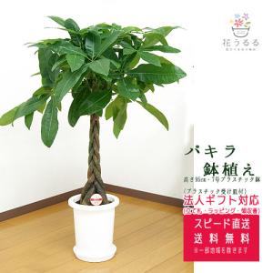 観葉植物 サンスベリア7号穴高陶器鉢 高さ約100cm サンセベリア