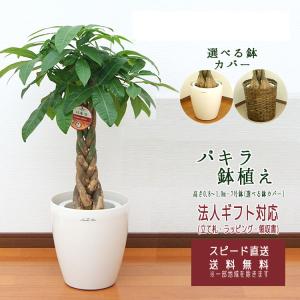 大型パキラ 観葉植物。鉢ごと無料で発送致します。 観葉植物 パキラ 7号角プラスチック鉢 高さ約1m pach07-006 大型 開店 パキラ