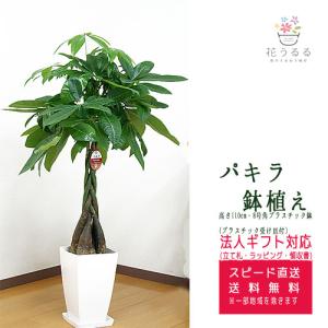 観葉植物 パキラ 7号 プラスチック鉢 高さ約95 『pach07-007』大型