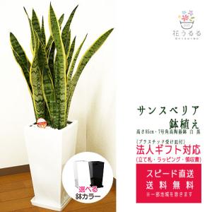 観葉植物 サンスベリア7号穴高陶器鉢 高さ約100cm サンセベリア