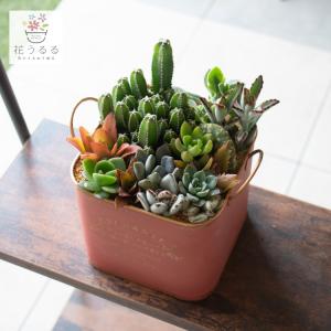 flower ＼現品限り／多肉植物 サボテン 寄せ植えセット『K』数量限定