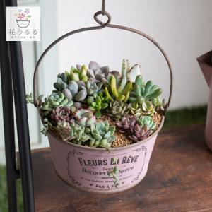 flower ＼現品限り／多肉植物 サボテン 寄せ植えセット『K』数量限定