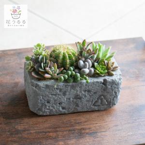 flower ＼現品限り／多肉植物 サボテン 寄せ植えセット『K』数量限定