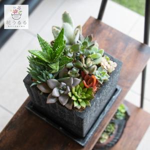 flower ＼現品限り／多肉植物 サボテン 寄せ植えセット『K』数量限定