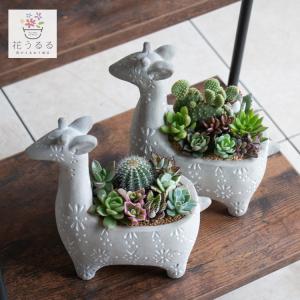 flower ＼現品限り／多肉植物 サボテン 寄せ植えセット『K』数量限定