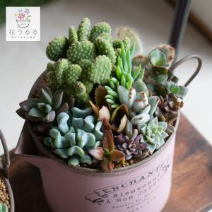 数量限定／多肉植物 寄せ植え 『D』観葉植物 ギフト 鉢 インテリア