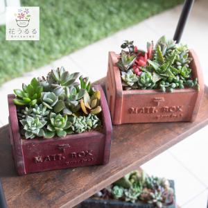 flower ＼現品限り／多肉植物 サボテン 寄せ植えセット『K』数量限定