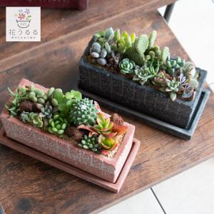 flower ＼現品限り／多肉植物 サボテン 寄せ植え『A』 数量限定 育て