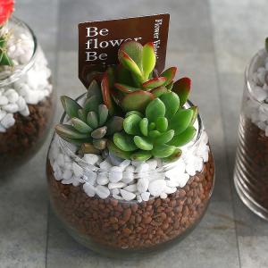 flower ＼現品限り／多肉植物 サボテン 寄せ植えセット『K』数量限定