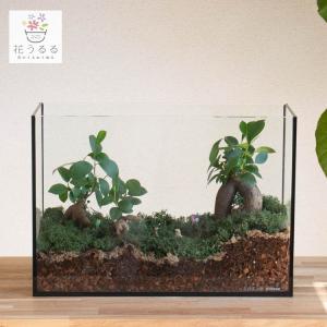 flower ＼現品限り／多肉植物 サボテン 寄せ植えセット『N』受け皿