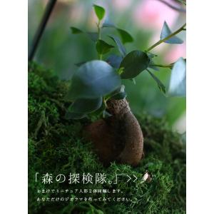 送料無料 観葉植物 [テラリウム Sサイズ] ...の詳細画像2