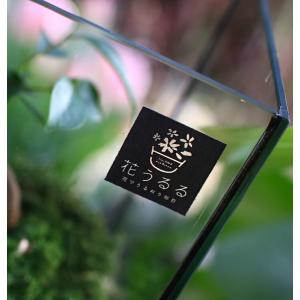 送料無料 観葉植物 [テラリウム Sサイズ] ...の詳細画像4