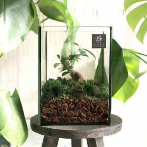 送料無料 観葉植物 [テラリウム Sサイズ] ...の詳細画像5
