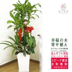 観葉植物 ストレリチア・オーガスタ6号鉢 (選べる鉢6種 鉢形)高さ約