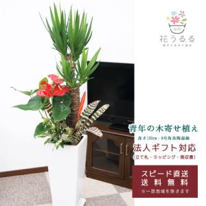 観葉植物 寄せ植え(ユッカ)8号角高陶器鉢|(白黒) 高さ約1.3mkan-yosey08-001003 大型 開店祝い 新築祝い 誕生日 引越祝い 送料無料