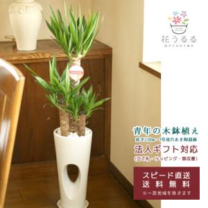 綱木紋(つなきもん) 鉢『Sスリット・スモール』(ギャザリング 寄せ植え