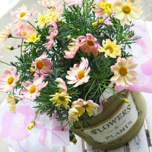 送料無料 色変わりする人気品種 マーガレット スプリングブーケ 5号鉢 選べる鉢カバー2種類 ラッピング無料 Maga Oke 花うるる ハンギング 寄せ植え通販 通販 Yahoo ショッピング