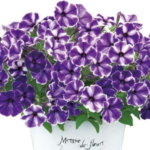 ＼花びらに星模様／すごく丈夫で、ビギナーでもOK タキイ育成 ペチュニア「流れ星『ブルードレス』」（9cmポット苗) 苗 セット ガーデニング サフィニア